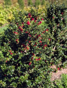 The holly is ‘Ruby Colonnade,’ Ilex x crenata ‘RutHol5’ PPAF. It is a versatile evergreen shrub with a naturally pyramidal form. The holly is also showing off lots of berries.