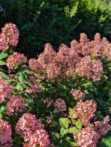 Their blooms add such wonderful color to the maze.