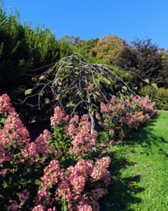Planted in between sections of the hydrangea row are camperdown elms. Camperdown elms slowly develop broad, flat heads and wide crowns with weeping branch habits that grow down toward the ground. This tree has already lost some its leaves for the season.