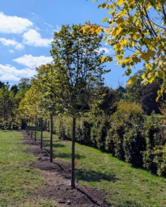 Linden trees thrive in full sun and need six to eight hours of direct sunlight every day for optimal growth. This area is perfect.