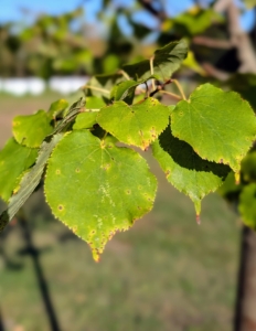 These Greenspire Lindens have small heart-shaped green leaves that turn yellow in fall. These are already starting to change. Tiny yellow fragrant flowers appear in early summer.