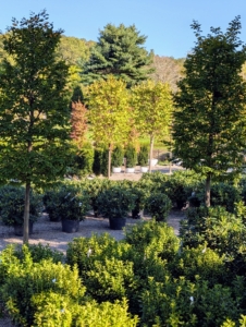 Select Horticulture Inc. is filled with beautiful and well maintained specimens, which can be seen from the road.