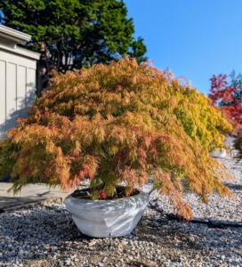 Close to the office is a display of Japanese maples. This is Acer palmatum Dissectum 'Viridis,' a laceleaf Japanese maple. It is a dwarf, multi-stemmed tree with a low, spreading habit and graceful, cascading branches. In the fall, the leaves turn golden yellow with splashes of crimson.