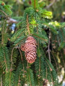 Nearby is this Picea abies 'Acrocona' - a unique Norway spruce cultivar with abundant reddish cones that contrast so wonderfully with the green foliage.