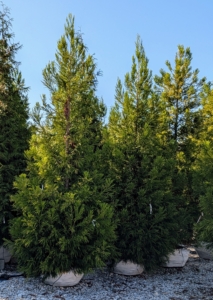Cryptomeria japonica 'Yoshino,' also known as Japanese cedar or sugi, is a slender pyramidal evergreen conifer with a graceful habit.