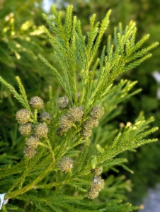 It has pretty, soft green needles and round cones. This cedar is also resistant to deer damage.