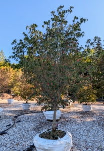 Cornus kousa 'Greensleeves' is a Kousa Dogwood, a small deciduous tree with large, broad glossy white flowers in early summer and large red fruit in fall.