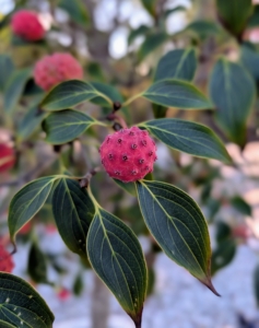 The crop of red fruits is a feast for visiting birds.