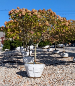 This is a single trunk version of the Little Lime panicle hydrangea. It features a rounded canopy with abundant flower clusters emerging bright lime green in summer and then pink in autumn. All the hydrangeas are looking so great this year.