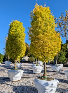 You may have seen these before... I have six of them surrounding my pool. These are Ginkgo biloba Goldspire Obelisk trees. These have very upright, tight fastigiate habits, with foliage that tends to be smaller than other species. The foliage is a rich shade of green, fan-shaped, and slightly curled. It keeps its color through summer, then turns buttery shades of yellow and gold in autumn before dropping.