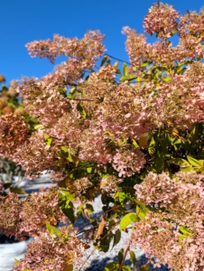 Another hydrangea is Hydrangea paniculata 'Grandiflora,' commonly known as PeeGee Hydrangea. It is a popular variety that typically grows eight to 15 feet tall with upright conical flowers that bloom in late summer to autumn from creamy white to pink to brown.