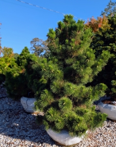 Pinus thunbergii 'Thunderhead' is definitely eye-catching with its unique growth habit and rich, dark green, densely packed needles.