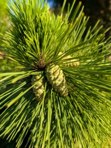 The cones of the 'Thunderhead' pine are up to three inches long, oval, and greenish brown.