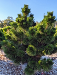 This pine is Pinus parviflora 'Glauca' with attractive blue-green needles and an upright growth habit.