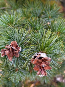 Its cones are reddish-brown and can persist on a tree for more than five years.