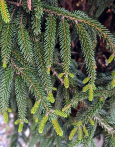 Picea orientalis 'Gowdy' is a slow-growing, narrow upright tree with glossy, dark green foliage held close to the stems on sweeping downward branches.