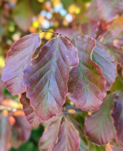 And here is a Parrotia persica 'JL Columnar,' which features dark green leaves that turn vibrant shades of red and purple in autumn. I love these parrotia trees and have many at my farm.