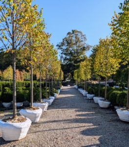 Every row of trees and shrubs is neat, tidy, and every item is properly tagged and identified.