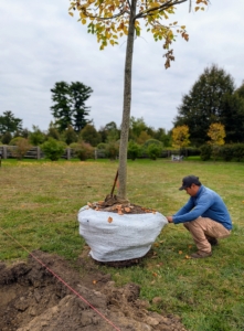 The protective wrapping and any wire or rope are removed from the root ball. If left untouched, these wrapping materials could reduce the ability of a tree’s roots to grow out into the surrounding soil. Some gardeners leave them in the ground, but I prefer to remove everything, so there is nothing blocking the root growth.