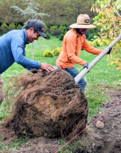 Pasang and Alex slowly roll the root ball into position. Only hold it by the root ball and the base of the trunk – never by its branches, which could easily break.