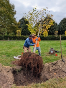 All the trees look great, but I always ask the crew to position plantings with the best side facing the walking path or area where guests see them most.