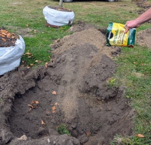 Appropriate fertilizer is added to the hole and the surrounding soil. It is very important to feed the plants and trees. I always say, “if you eat, your plants should eat.” I use an organic all-purpose food from Miracle-Gro.