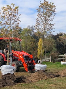 Chhiring uses the trusted Kubota and its forklift to transport each tree to its designated location.