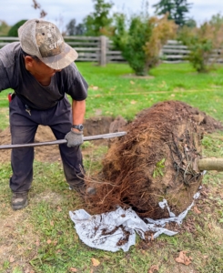 Phurba removes the protective wrapping and any wire or rope from the root ball. If left untouched, these wrapping materials could reduce the ability of a tree’s roots to grow out into the surrounding soil.