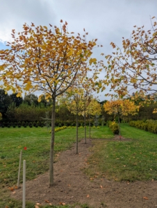 Here is one side of the space all planted, raked and tidy.