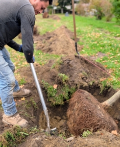 Here, Alex makes a few adjustments. Remember, it is crucial to “plant bare to the flare,” meaning do not bury above its flare, where the first main roots attach to the trunk. The roots need oxygen to grow. By placing the root flare at or slightly above ground level when planting gives the specimen the best chance for survival, growth, and development.
