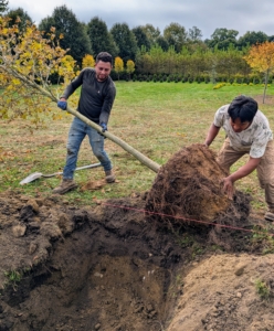 The crew rotates the tree on its root ball closer to the hole and then into it. When moving heavy trees, only hold it by the root ball and the base of the trunk – never by its branches, which could easily break.