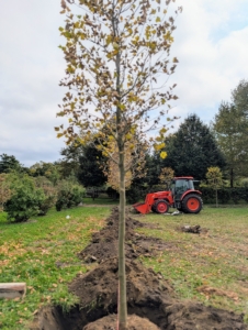 The crew knows each tree is planted properly when lined up like this. It looks like only one, but there are several in their designated holes.