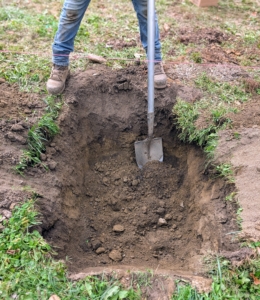 Alex uses a shovel to help shape the proper hole and ensure it is deep enough for the trees. The holes must be pretty wide – at least two to five times as wide as the root ball.