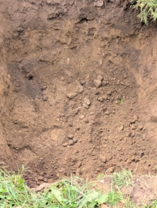Digging a wide planting hole helps to provide the best opportunity for roots to expand and develop.