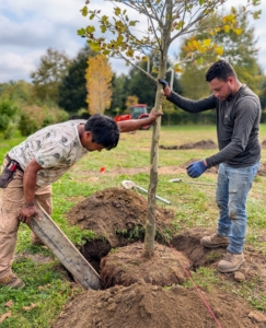 Pasang uses a large piece of wood as leverage to turn the tree until it is stable in the hole and sitting at the proper depth.