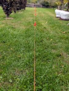 Planting any row of specimens always starts with a carefully measured line. Landscape flags indicate where each specimen will go.
