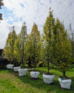 The handsome European hornbeam, Carpinus betulus 'Frans Fontaine,' is slow-growing and has an upright oval form and lush green foliage that provides multi-season interest.