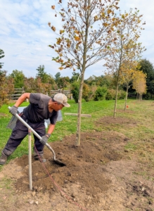 Phurba backfills the trees, tamps down to establish good contact between the root ball and the soil, and then rakes the area, so it is neat and tidy.