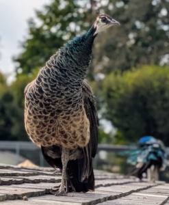 This peahen is standing on top of a shelter watching all the activity. I am glad these birds are so stable around noise. My birds are also extremely friendly.