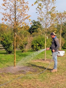 Platanus acerifolia ‘Bloodgood’ trees do best in an area that receives full sun. It should be watered regularly after planting to encourage a healthy root system, but then watering frequency can be reduced once established except during periods of extreme heat. Although the ‘Bloodgood” is not considered a drought-tolerant plant, this variety can tolerate short periods without water.