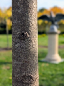 The tree's bark is initially smooth and grayish-brown, but as it matures, it will develop fissures, giving it more texture and appeal.