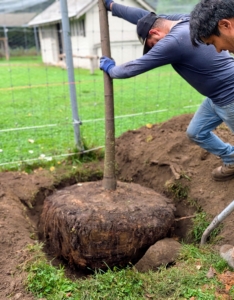 A crucial step in growing healthy trees is to plant them at the proper depth. Planting a tree too deep can kill it. Plant it only at its flare – the bulge just above the root system where the roots begin to branch away from the trunk. Digging a wide planting hole helps to provide the best opportunity for roots to expand into its new growing environment.