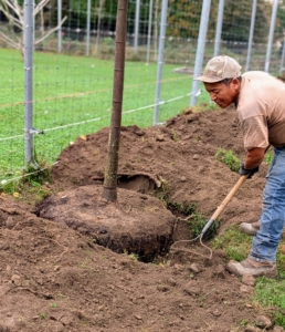 The hole is backfilled and tamped down lightly to establish good contact between the soil and the tree’s root ball.
