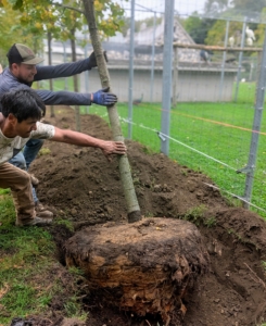 Then, the tree is carefully rolled and placed into its designated hole. This is done slowly and carefully, so the root ball stays intact.