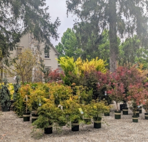 Monrovia grows such beautiful specimens. These Japanese maples are in such excellent condition.
