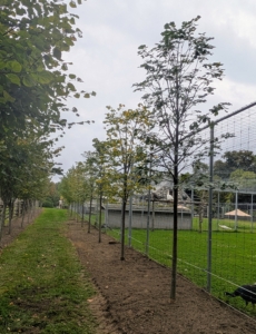 These trees will do very well in this location. The crew has planted a good number of trees, but there are still more to do. Next, the planting of two dozen hornbeams. Stay tuned and find out where.