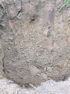 Remember the rule of thumb for planting – dig a hole that is two to three times wider than the root ball, but only as deep as the height of the root ball.