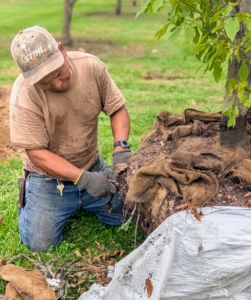 Here is Phurba removing the protective burlap.