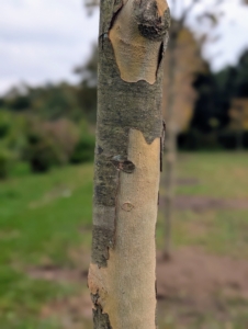 The tree's bark sheds in thin strips, revealing a cream colored mottled inner bark.