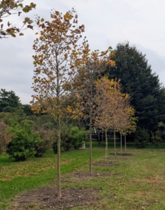 We got a lot of trees planted just in time - we're expecting a good amount of rain here today.